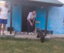 Pljevlja: Mladunče medvjeda se pojavilo u dvorištu porodične kuće, ne želi da ode