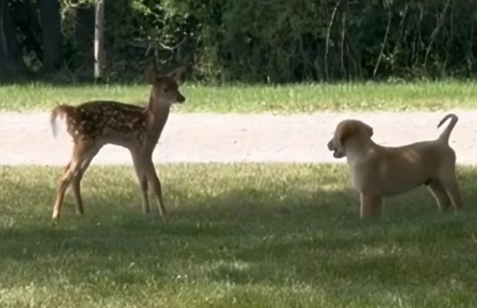 Preslatki psić pokušao se sprijateljiti s uplašenim lanetom, video podsjeća na Disneyev film