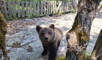 Spasio meče iz jame, pa pozvan u policiju