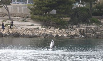 Stručnjaci na hrvatskom ostrvu uočili delfina koji se čudno ponaša, upozorili plivače da mu ne prilaze