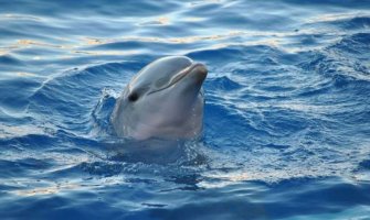 Delfin se kod Rijeke družio s kupačima, stručnjaci upozoravaju: Mogu prenijeti ozbiljne bolesti