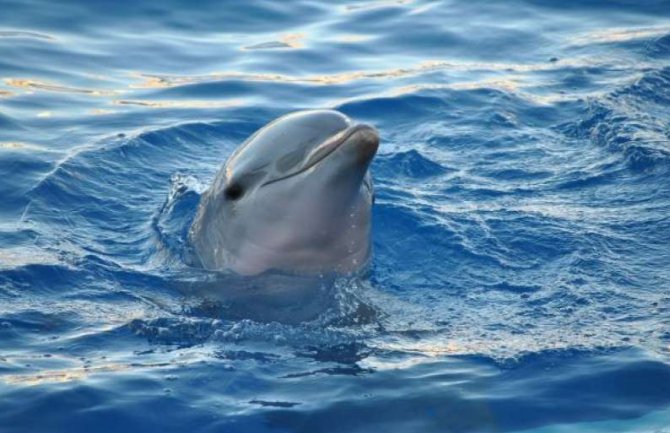 Delfin se kod Rijeke družio s kupačima, stručnjaci upozoravaju: Mogu prenijeti ozbiljne bolesti