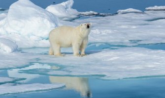 Polarni medvjed zalutao na obalu Islanda, policija ga ubila