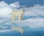 Polarni medvjed zalutao na obalu Islanda, policija ga ubila